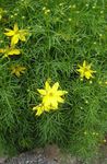 Ogrodowe Kwiaty Bylina Coreopsis  zdjęcie; żółty