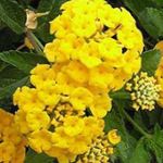 les fleurs du jardin Lantana  Photo; jaune