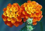 Садовыя Кветкі Лантана (Lantana) фота; аранжавы