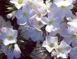 Large-flowered Phlox, Mountain Phlox, California Phlox (Linanthus) Photo; white