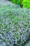 Garden Flowers Laurentia (Isotoma) Photo; light blue