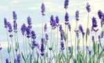 Lavender Photo and characteristics