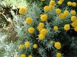 Bumbac Lavanda, Plante Sfânt, Chiparos Sol, Chiparos Petite, Santolinei Verde