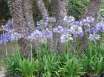 Garden Flowers Lily of the Nile, African Lily (Agapanthus africanus) Photo; light blue