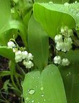 Garden Flowers Lily of the valley, May Bells, Our Lady's Tears (Convallaria) Photo; white