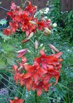 Garden Flowers Lily The Asiatic Hybrids (Lilium) Photo; red