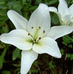 Garden Flowers Lily The Asiatic Hybrids (Lilium) Photo; white