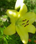 Garden Flowers Lily The Asiatic Hybrids (Lilium) Photo; yellow