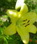 I fiori da giardino Giglio Gli Ibridi Asiatici (Lilium) foto; giallo