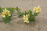 Trädgårdsblommor Linaria  Fil; gul