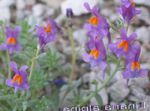Garden Flowers Linaria  Photo; lilac