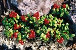 Garden Flowers Lingonberry, Mountain Cranberry, Cowberry, Foxberry (Vaccinium vitis-idaea) Photo; red
