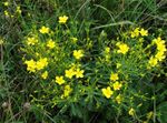 Садовые Цветы Лен многолетний (Linum) Фото; желтый