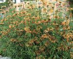 Flores de jardín Oreja De León, Cola De León, Dagga Salvaje (Leonotis leonurus) Foto; naranja