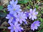 Garden Flowers Liverleaf, Liverwort, Roundlobe Hepatica (Hepatica nobilis, Anemone hepatica) Photo; light blue