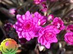 Garden Flowers Liverleaf, Liverwort, Roundlobe Hepatica (Hepatica nobilis, Anemone hepatica) Photo; pink