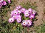 Garden Flowers Livingstone Daisy (Dorotheanthus (Mesembryanthemum)) Photo; pink