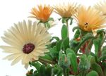 Livingstone Daisy Photo and characteristics