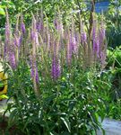 les fleurs du jardin Longleaf Speedwell (Veronica longifolia) Photo; pourpre