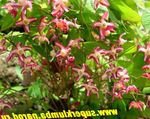 Garden Flowers Longspur Epimedium, Barrenwort  Photo; red