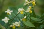 Garden Flowers Longspur Epimedium, Barrenwort  Photo; yellow