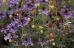 Garden Flowers Love-in-a-mist (Nigella damascena) Photo; purple