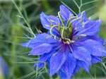 Garden Flowers Love-in-a-mist (Nigella damascena) Photo; blue