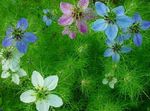 Бақша Гүлдер Nigella (Nigella) (Nigella damascena) Фото; көктегі