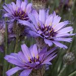 garður blóm Ást Planta, Pílu Cupid Er (Catananche) mynd; lilac