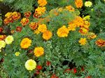 les fleurs du jardin Souci (Tagetes) Photo; orange