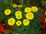 les fleurs du jardin Souci (Tagetes) Photo; jaune