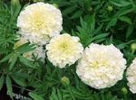 Garden Flowers Marigold (Tagetes) Photo; white