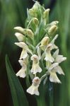 Garden Flowers Marsh Orchid, Spotted Orchid (Dactylorhiza) Photo; white