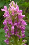 Garden Flowers Marsh Orchid, Spotted Orchid (Dactylorhiza) Photo; pink