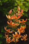 Puutarhakukat Martagon Lilja, Yhteinen Turk Hatussa Lilja (Lilium) kuva; oranssi