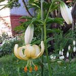 Puutarhakukat Martagon Lilja, Yhteinen Turk Hatussa Lilja (Lilium) kuva; keltainen