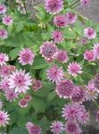Garden Flowers Masterwort (Astrantia) Photo; pink