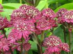 Garden Flowers Masterwort (Astrantia) Photo; burgundy