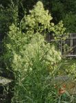 庭の花 草原Rue (Thalictrum) フォト; 黄