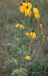 Dārza Ziedi Meksikas Cepures, Pelēks Headed Coneflower, Stāvus Prēriju Coneflower, Dzeltens Coneflower, Sarkanas Cepures (Ratibida) Foto; dzeltens