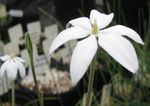 Garden Flowers Milla, Mexican Star (Milla biflora) Photo; white