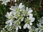 Minoan Lace, White Lace Flower (Orlaya) Photo; white