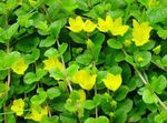 Flores de jardín Moneywort, Máquina De Hilar Del Arrastramiento (Lysimachia nummularia) Foto; amarillo