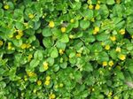 Garden Flowers Moneywort, Creeping jenny (Lysimachia nummularia) Photo; yellow