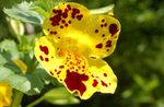 Majom Virág (Mimulus) fénykép; sárga