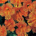 Бақша Гүлдер Mimulus Гибридті (Mimulyus)  Фото; апельсин