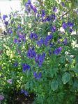 Flores de jardín Acónito (Aconitum) Foto; azul