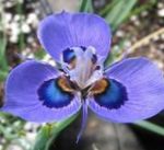 Garden Flowers Moraea  Photo; light blue