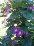 Morning Glory, Blue Dawn Flower (Ipomoea) Photo; pink