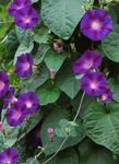 Morning Glory, Blue Dawn Flower (Ipomoea) Photo; purple